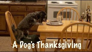 DOGGY THANKSGIVING with Jasmine by MyFavoritePupJasmine 3,457 views 6 years ago 3 minutes, 5 seconds