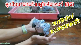 ลูกป้อน นกแก้ว บลูโกล์ มาคอว์ (BG) สมาชิกใหม่ของครอบครัว ตื่นเต้นมากๆครับ (Macaw Baby Parrot )