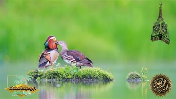 سورة الحجر تلاوة الشيخ عمر الدريويز