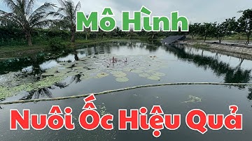 Mô hình Nuôi Ốc Bươu Đen , Ốc Nhồi nhà em Hiếu có gì thú vị ?