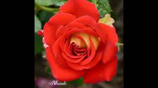 Id Love You To Want Me  Anthony Ventura 