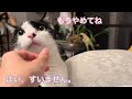 ちょっとそれはやめて。注意の仕方が優しすぎる【元病院猫のれいちゃん】