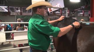 Horse Breed 101 - The Arabian