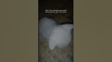 KUCING LUCU #QUOTES KUCING LUCU #quotes motivasi #story wa#fyp #for you#shorts