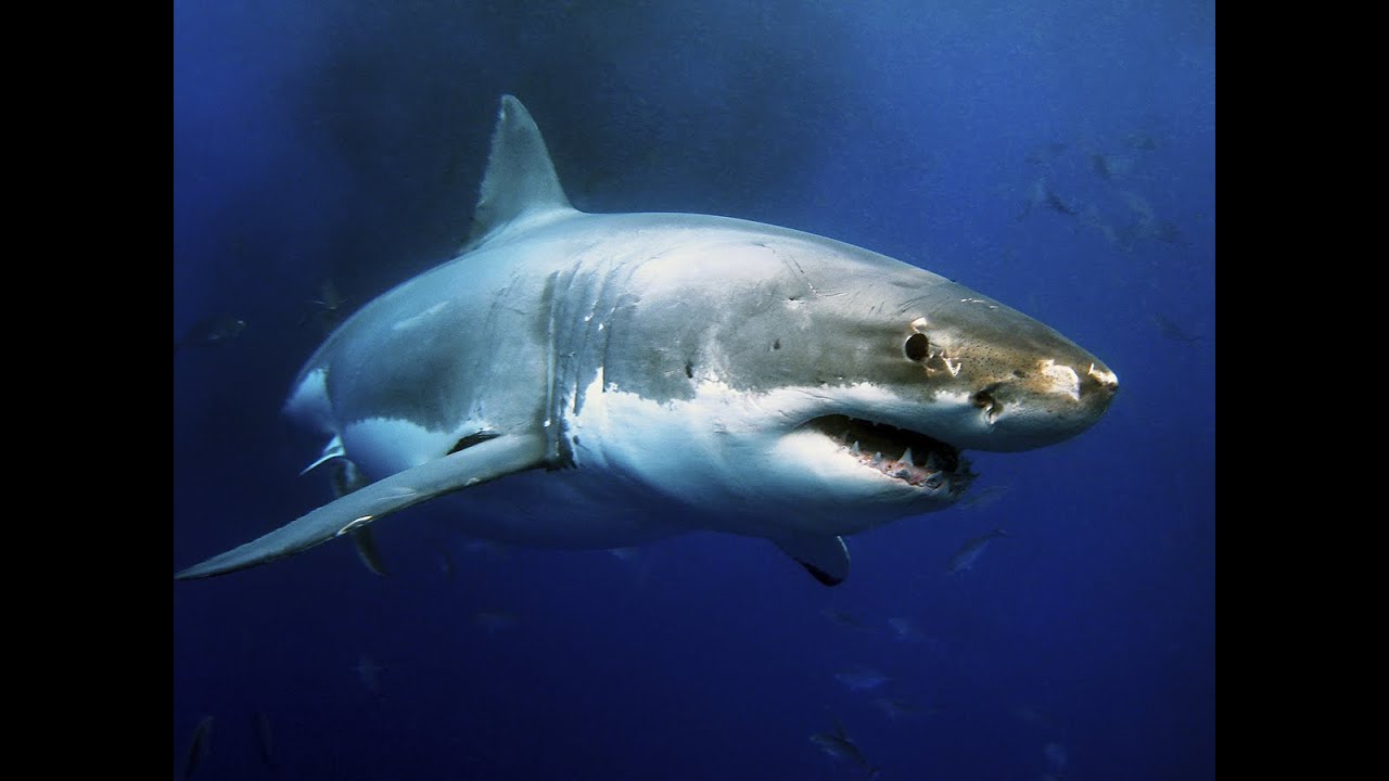 Long haul marine migrations – Sara Iverson, Ocean Tracking Network (OTN)