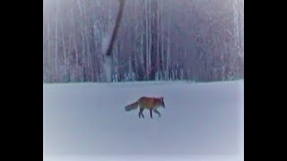 Охота на лису. Сайга 7.62x39. Курская область. Foxhunting. Saiga 7.62x39. Kursk region. Russia.