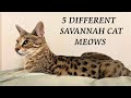 5 Different Savannah Cat MEOWS and what they mean の動画、YouTube動画。
