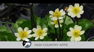 Yosemite National Park Wildflowers app for iOS and Android screenshot 1