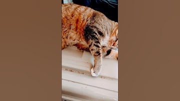 My Cats Are High #catnip #catslover #cats #shortsfeed #shorts