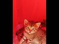 yavru kediler annelerini bekliyorlar.kitten.funny.cute.