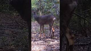 Joven Corzo en un Rascadero | #animales #corzo #fauna #galicia #naturaleza #wildlife #monte #deer