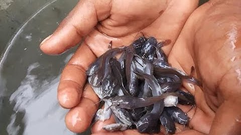 CATFISH SORTING, for the Youth