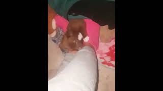 Perrito Le Lame El Pie Asu Dueña Muy Adorable