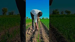 JOA: Now sowing of cowpea on the place of cluster beans i.e unable to germinate #cowpea #Ag @vlog52