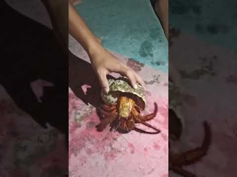 Video: Ketam Hermit Tanah sebagai Haiwan Peliharaan