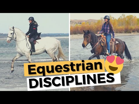 Wideo: Trening koni: kiedy nadużywanie dyscypliny?
