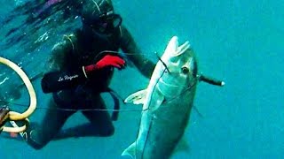 Chasse Sous Marine Sériole 2014 Version Complète