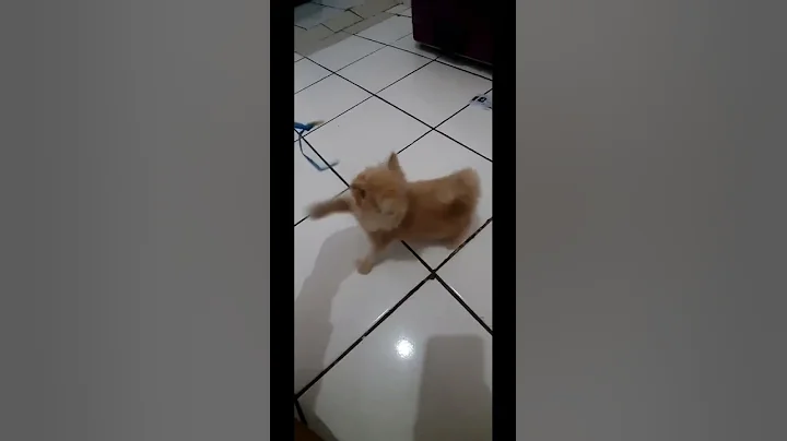 Video 275351: american shorthair himalayan cat, sphynx american munchkin, hypoallergenic cats american shorthair, american shorthair cat kitten, american shorthair cute cat, siberian cat main coon, bengal cat american, sphynx hairless cat hypoallergenic, meow sphynx hairless cat, cat munchkin baby kitten, calico munchkin cat, bengal cat toys