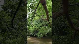 Soft water flows under vivid greenery filling the moment in calm beauty screenshot 2