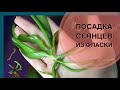 Посадка сеянцев из фласки