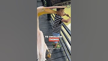 🦩 When Pelicans Try to Eat Everything! 😳