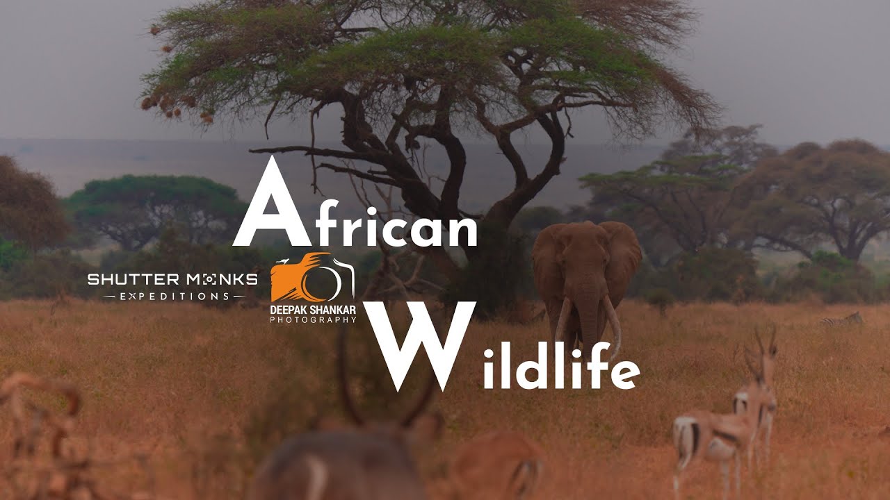 African Wildlife - Best of Kenya Wildlife