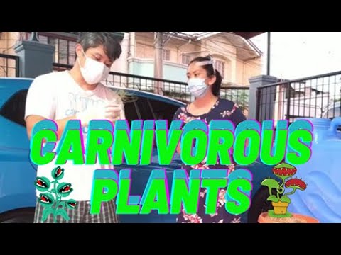 Video: Venus Flytrap (47 Mga Larawan): Pangangalaga Sa Bahay. Paano Mapalago Ang Isang Mandaragit Na Bulaklak Para Kay Dionea? Paano Mag-aalaga At Paano Pakainin Ang Venus Flytrap?