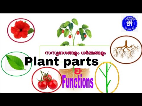 സസ്യ ഭാഗങ്ങളും ധർമ്മങ്ങളും#PLANT PARTS AND ITS FUNCTIONS