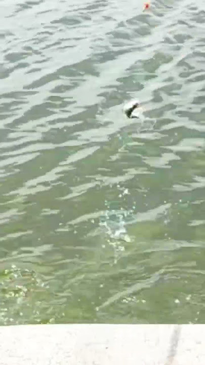 BANANA? IT WORKS! NOW I KNOW, MILKFISH LOVES BANANA AS BAIT #fishing #shorts #fishingtechniques