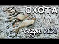 Отличная вечерка на уток и долгожданный гусь | Осенняя охота 2021