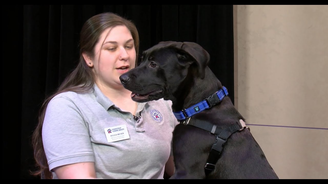 Pet education with the ct humane society e002 shelter pets youtube