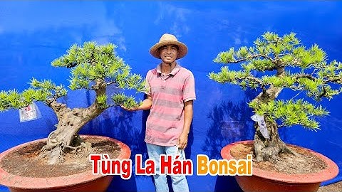 1/6 Lê Khải #0907819719 chào bán lô Tùng La Hán bonsai dáng quá đẹp và giá trị