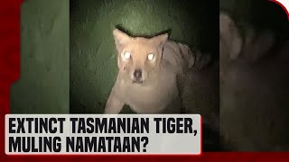 Tasmanian tiger na inaakalang extinct na, muling namataan?