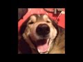 【vine6秒】犬 ネコ ペットの面白爆笑動画をまとめてみたsono5 mogeTV