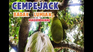 CEMPEJACK / BADAK / LUMIAN JACKFRUIT in the Philippines like Cempedak, found naturally in BORNEO