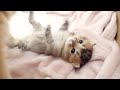 Kitten Kiki is talking to her mother