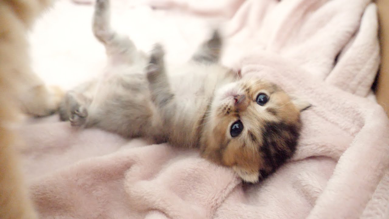 Kitten Kiki is talking to her mother