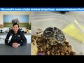 Baby tortoise brings hope, rescued elephants bond, & more | Wins from the Wild