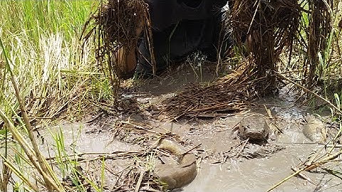 BẮT CÁ CẬN CẢNH SAU CƠN MƯA LŨ NƯỚC RÚT RUỘNG BỎ HOANG RẬM RẠP VÀ CÁI KẾT/SANH TV