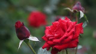 Red Rose Whatsapp Status Flowers Status Nature