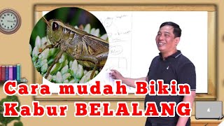 Basmi Belalang Dengan Cara alami