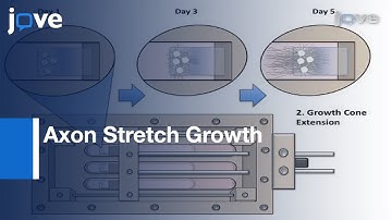 Axon Stretch Growth: Mechanotransduction Of Neuronal Growth l Protocol Preview