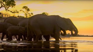 Elephants Under Threat of A Cull | The Long Walk Home | BBC Earth