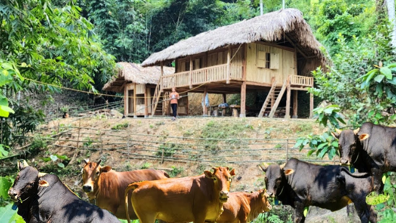 The cow destroys the farm, builds bamboo fences, and protects the house