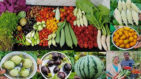 தொப்பி கத்தரி கருப்பு கத்திரி குடம் தக்காளி அறுவடை|Biggest Harvest|மாடி தோட்டம்@MaadithottamSachu
