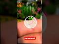 I Touched This Inchworm and It Froze Instantly #shorts