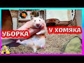 Уборка у хомяков /  Отобрали припасы у ФАННИ / Хомяк умеет писать / Alisa Easy Pets