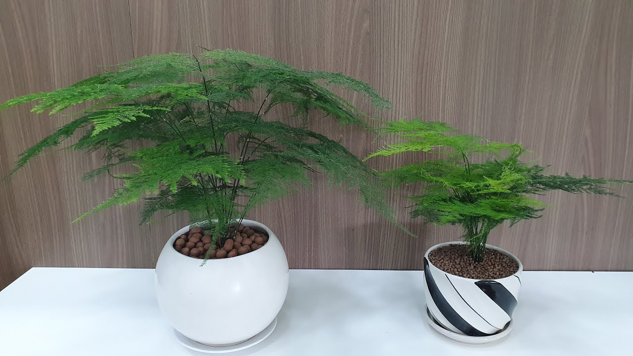 Kim thủy tùng: các trồng và chăm sóc (asparagus fern... - youtube