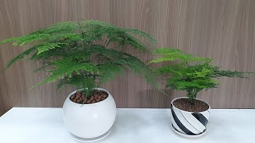 Kim thủy tùng: các trồng và chăm sóc (asparagus fern plant: growing and care guide)