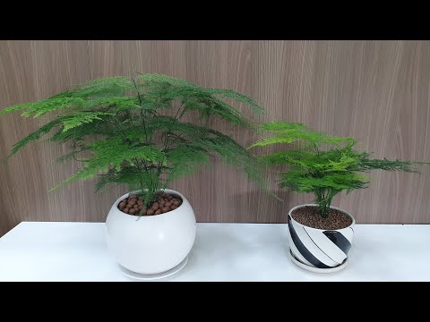 Video Kim thủy tùng: các trồng và chăm sóc (asparagus fern... - youtube